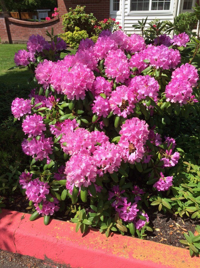 rhododendron