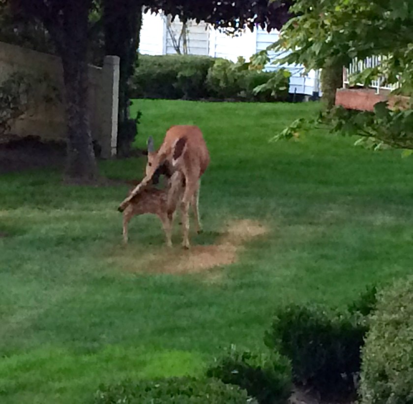 fawn nursing