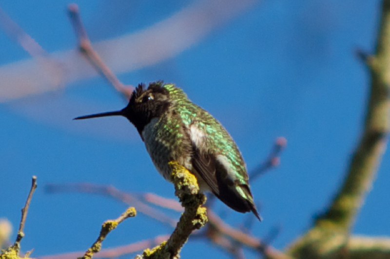 Anna's Hummingbird
