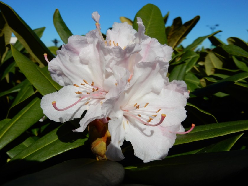 rhododendron