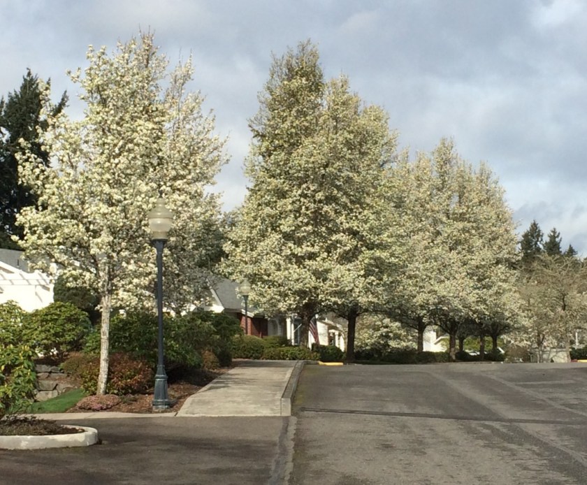 blooming trees