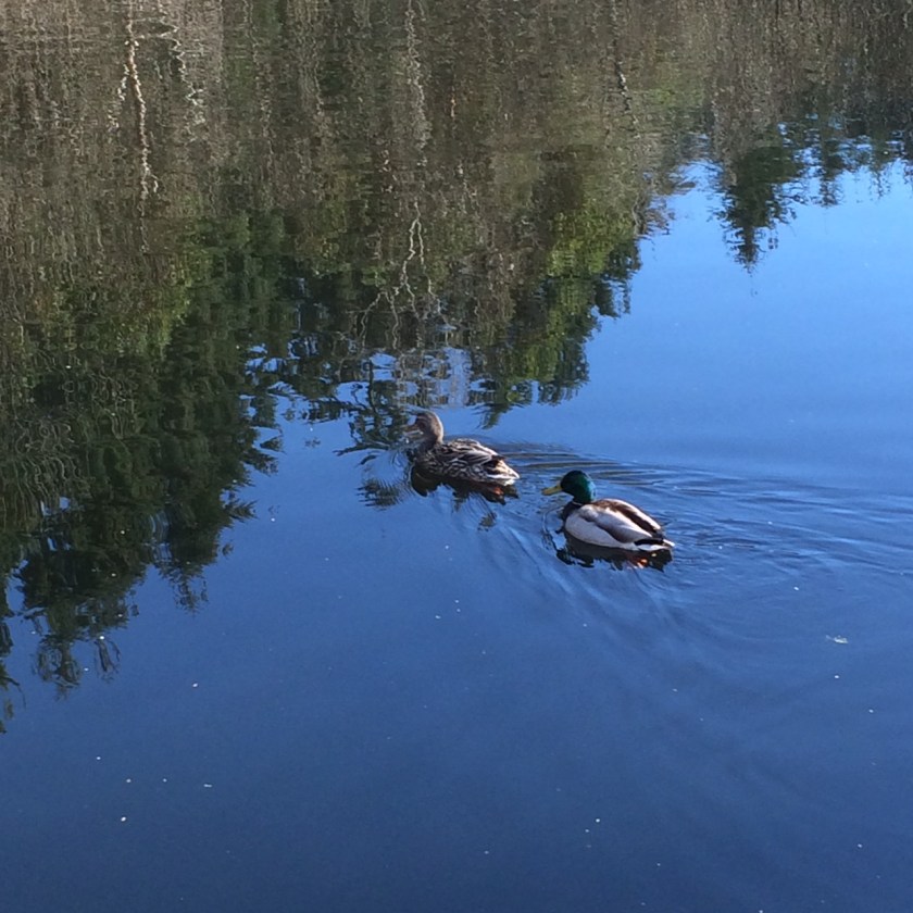 mallard ducks