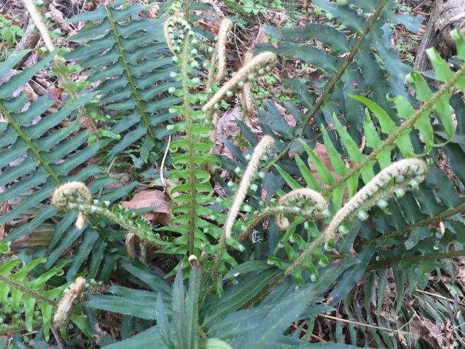 fern fiddleheads