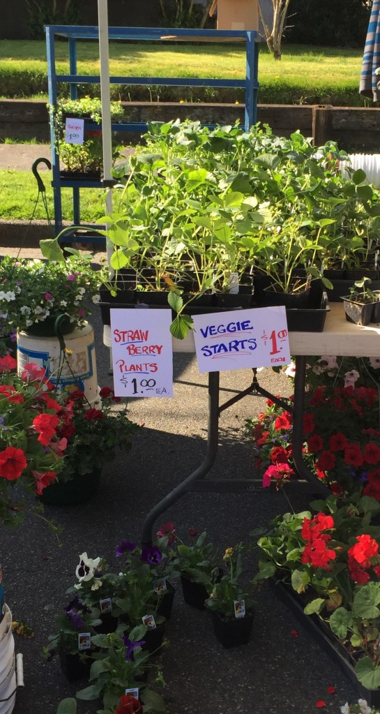 Plants for sale