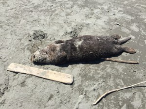 dead sea otter on beach