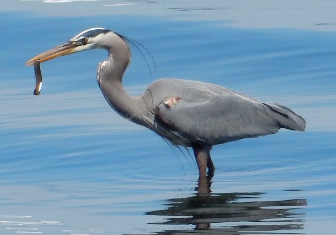 Great Blue Heron