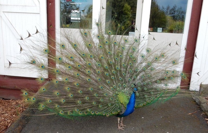 Peacock