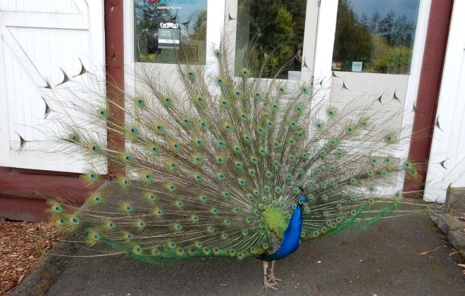 Peacock