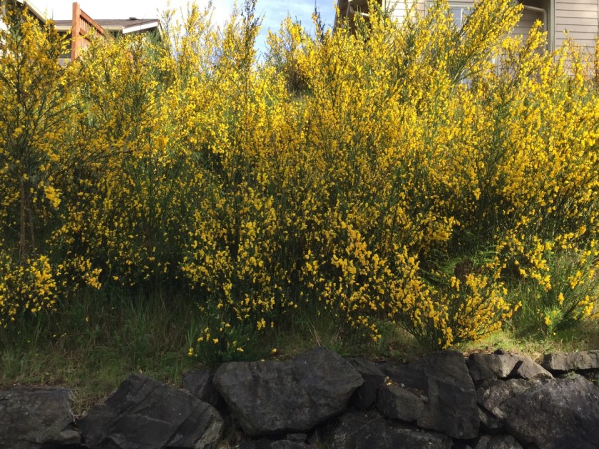 Scotch broom