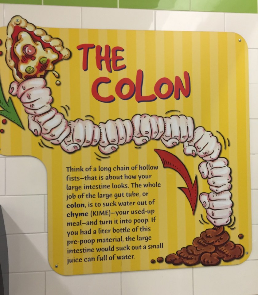 diagram of the colon