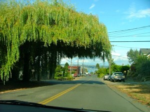 willow tree trimmed over street