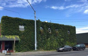 Ivy-covered wall