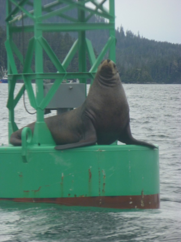 sea lion on buoy