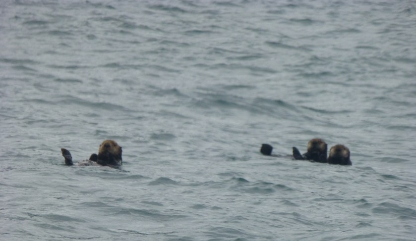sea otters