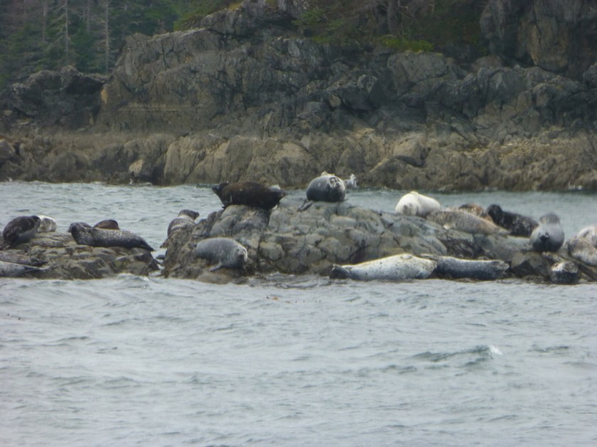 seals