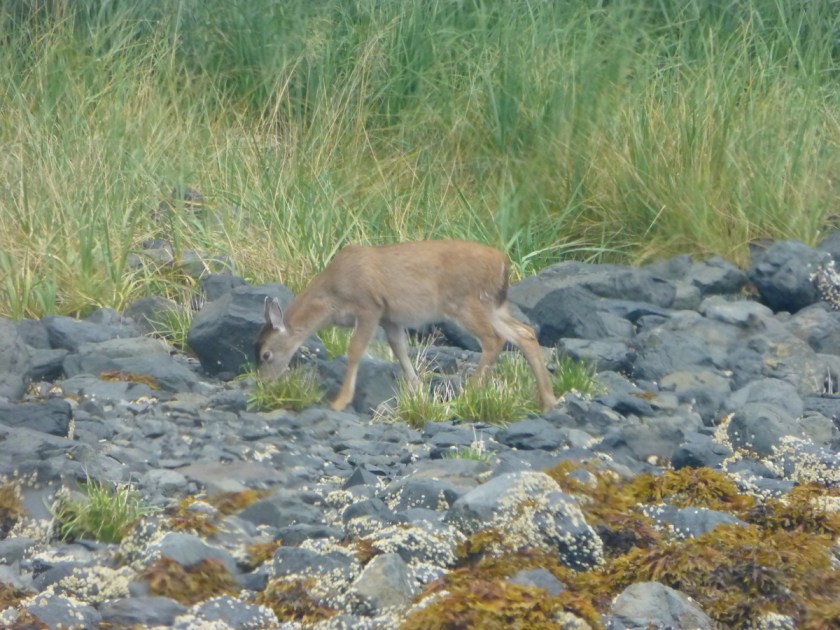Sitka black-tailed deer