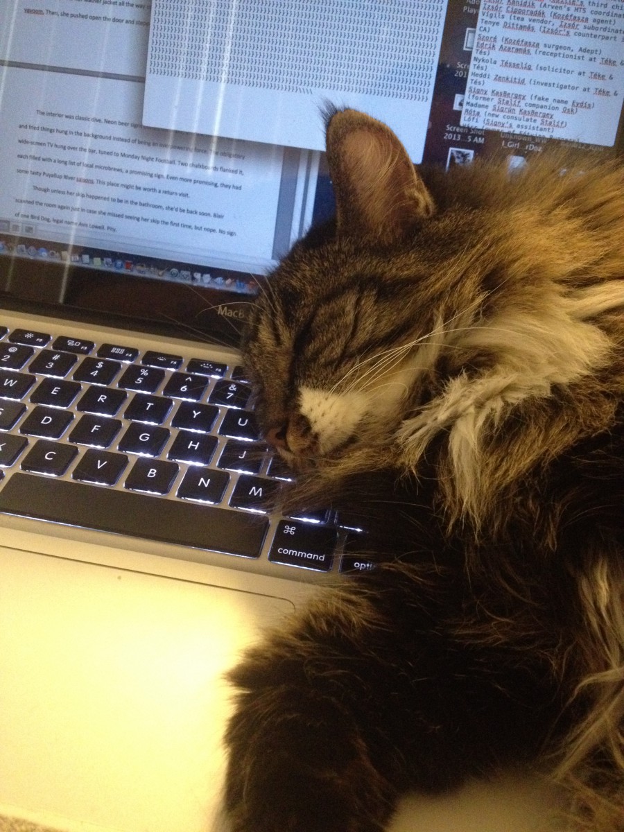 cat sleeping on laptop