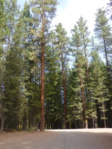 Ponderosa pines