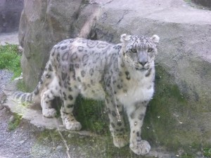 snow leopard