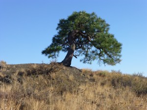 Stunted Ponderosa pine