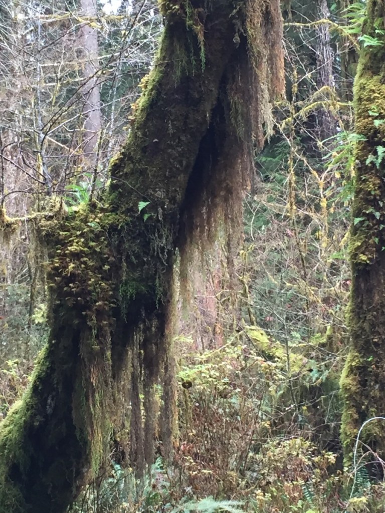 Mossy tree
