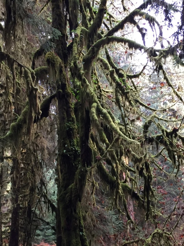 Moss-covered tree