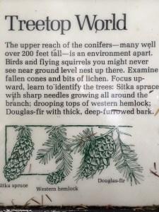 Types of trees in Hoh Rain Forest