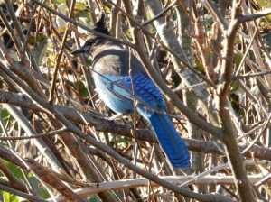 Steller's Jay