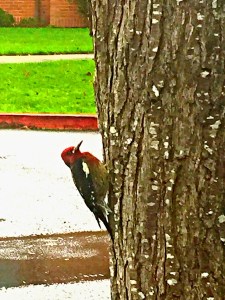 Red-Breasted Sapsucker