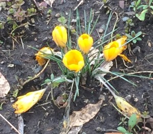 crocuses