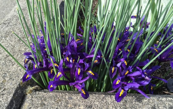 purple iris