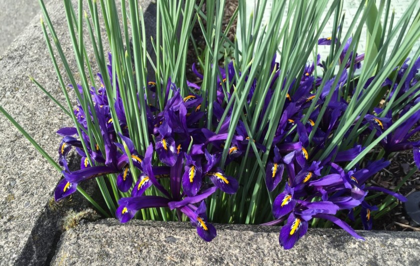 purple iris