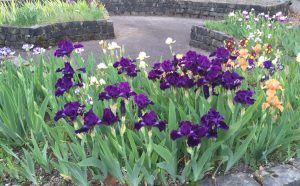 purple iris