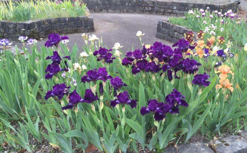 purple iris