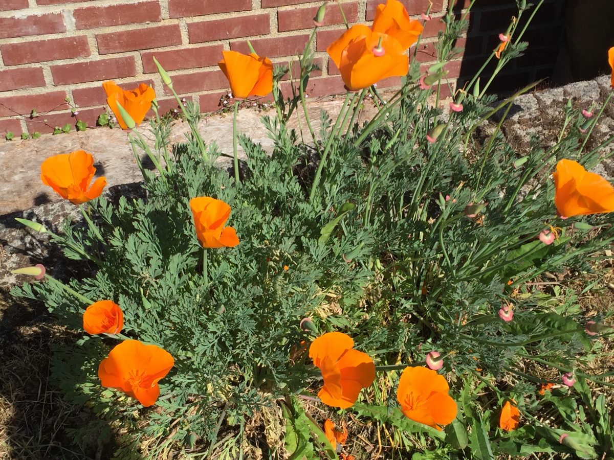 California Poppies