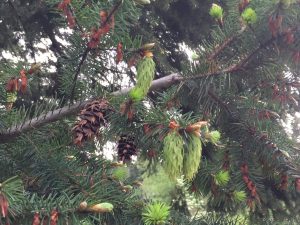 formation of pinecones