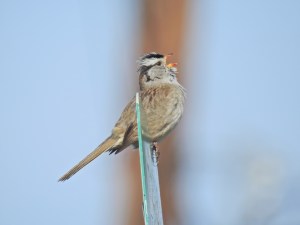 bird singing