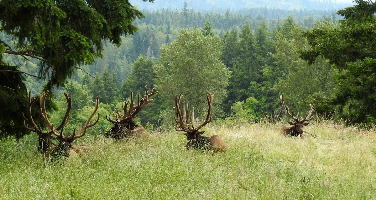 Three Things Thursday: Northwest&nbsp;Trek