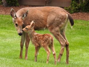 doe and fawn 2017
