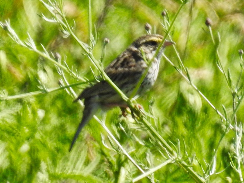 Savannah sparrow