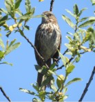 song sparrow