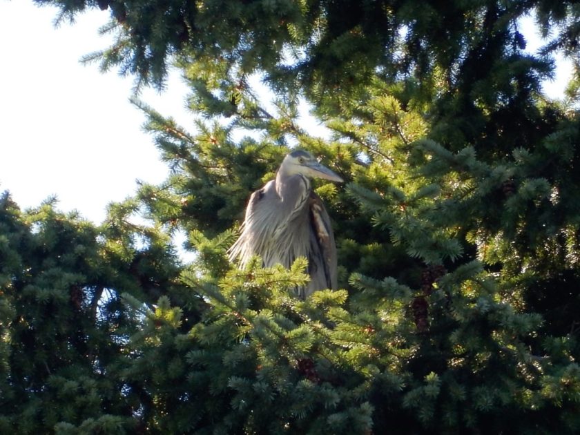 heron in tree