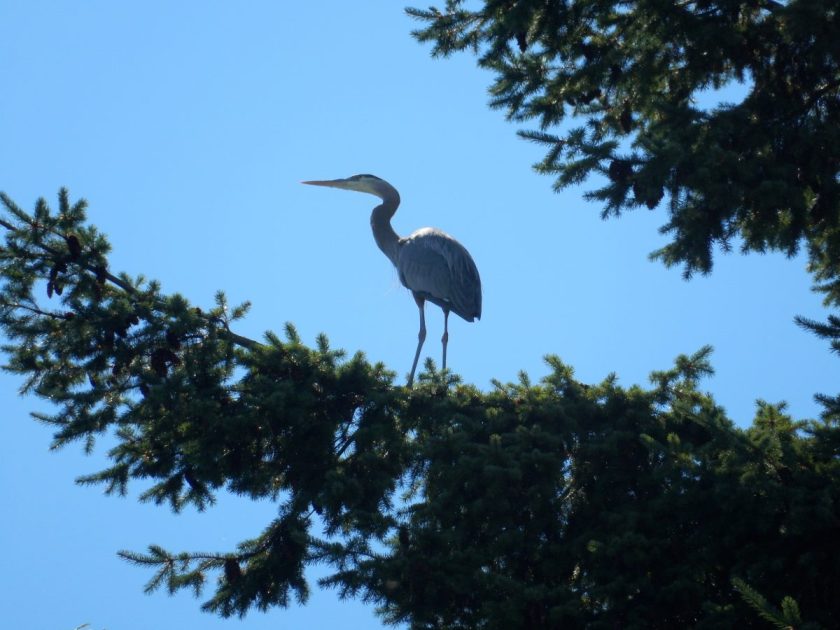 heron standing in tree
