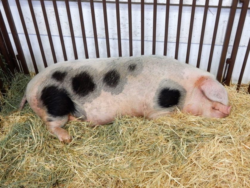 sleeping pig
