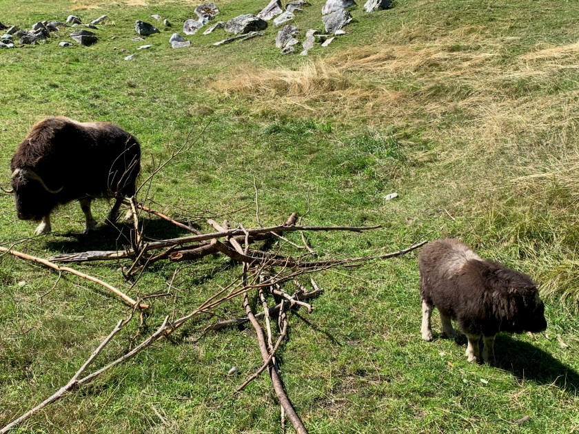 Mother muskox with calf
