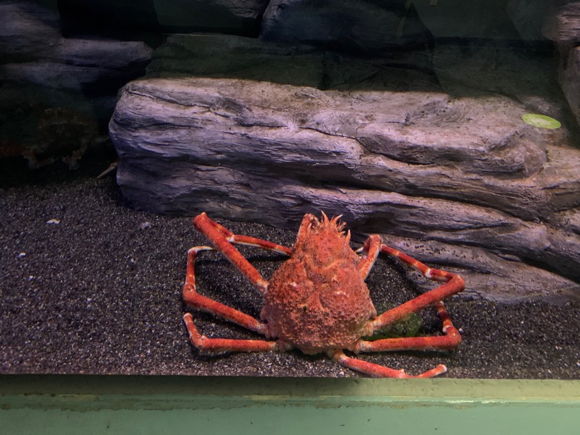 large Japanese crab