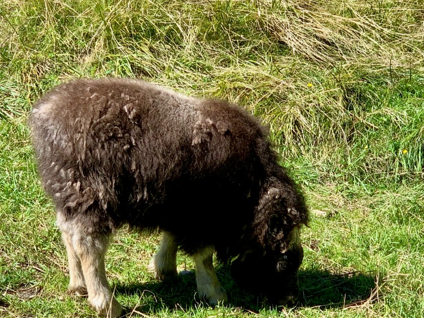 Trebek, muskox calf