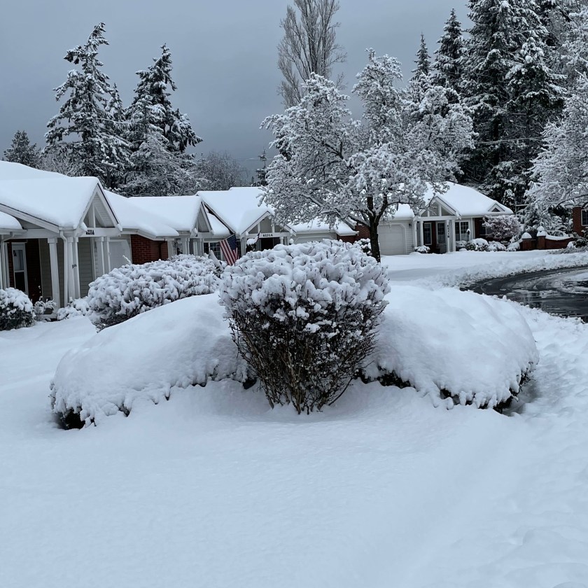 bushes, trees, and houses covered with snow
